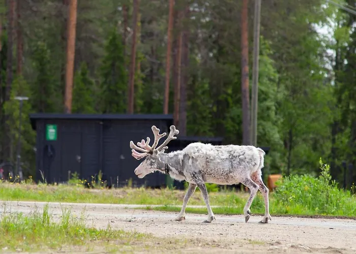 Pyhae Igloos Vakantiepark